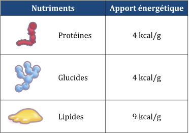 Valeur nutritionnelle glucide, lipides et protéines