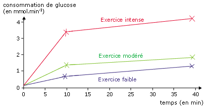 Consommation de glucose par les muscles 