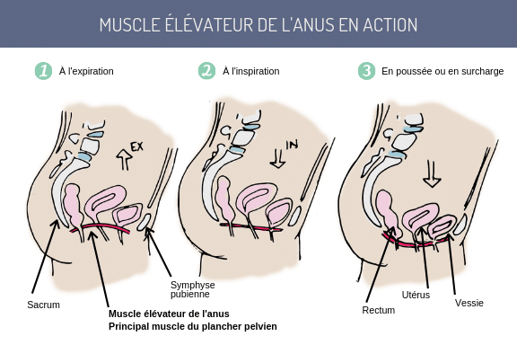 Muscler son périnée avec la contraction anale 