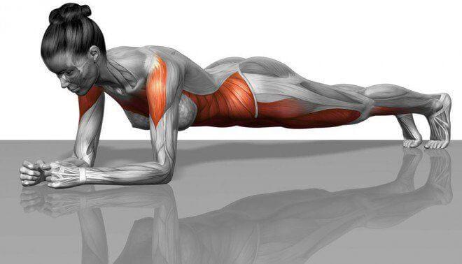 Muscles sollicités lors de la planche