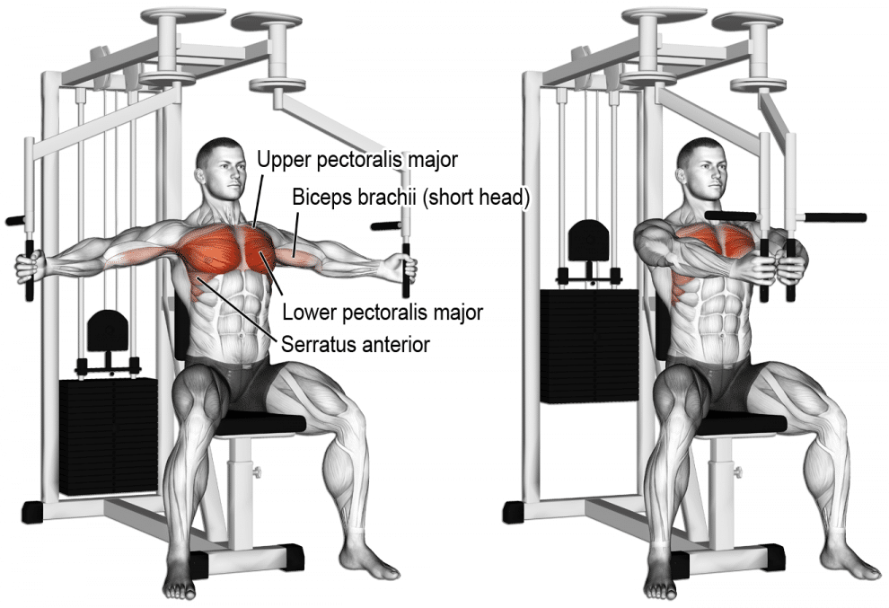butterfly musculation