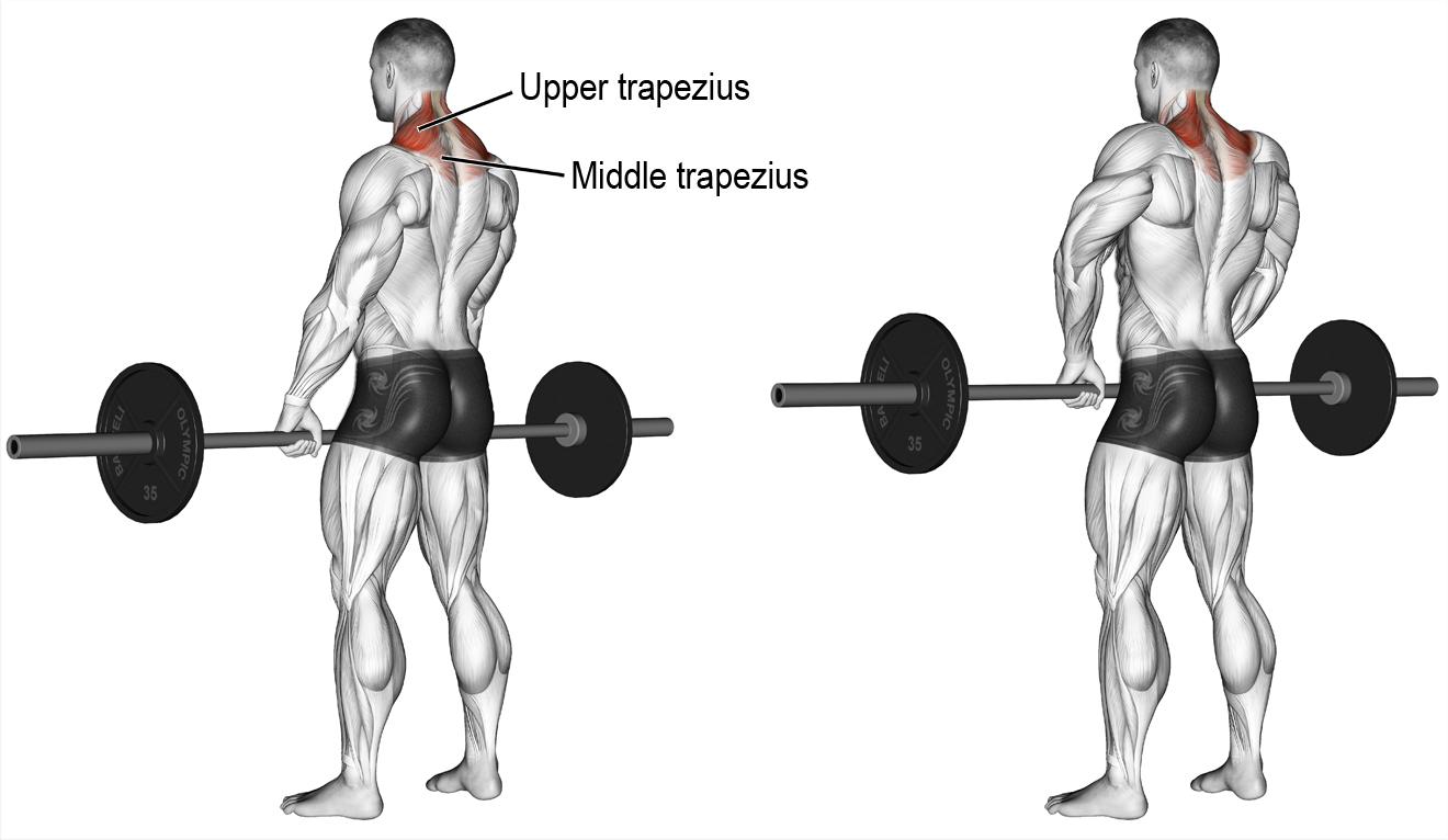 Le shrug en muscu Comment l’intégrer à votre routine