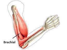 muscle brachial