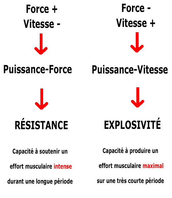 force musculation