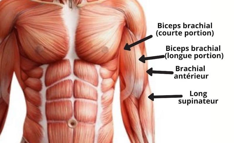 muscle biceps