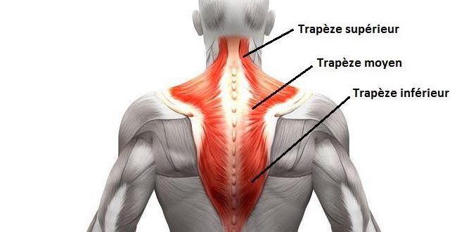 muscles-trapezes