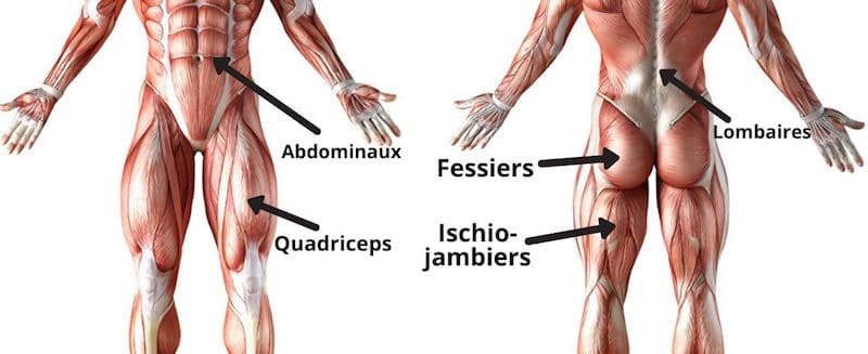  les muscles du bas du corps
