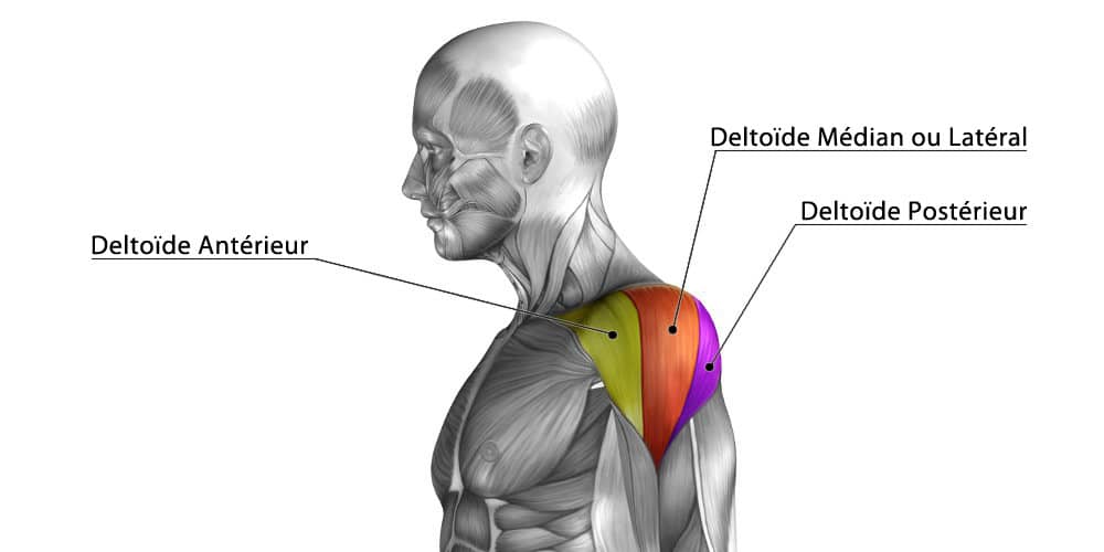 Le deltoïde postérieur