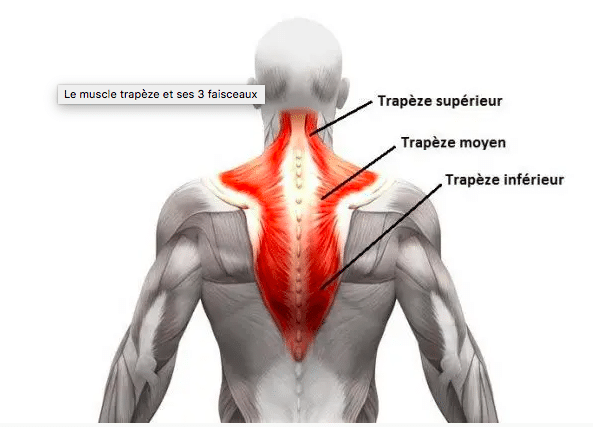 muscles trapèzes