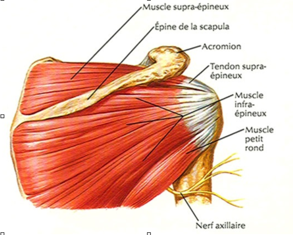 muscle de l'épaule