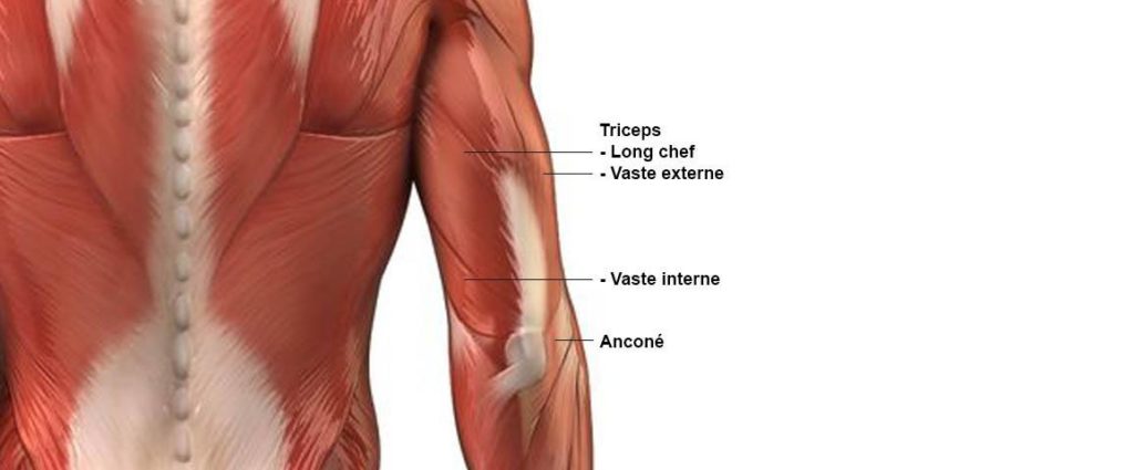 muscles des triceps