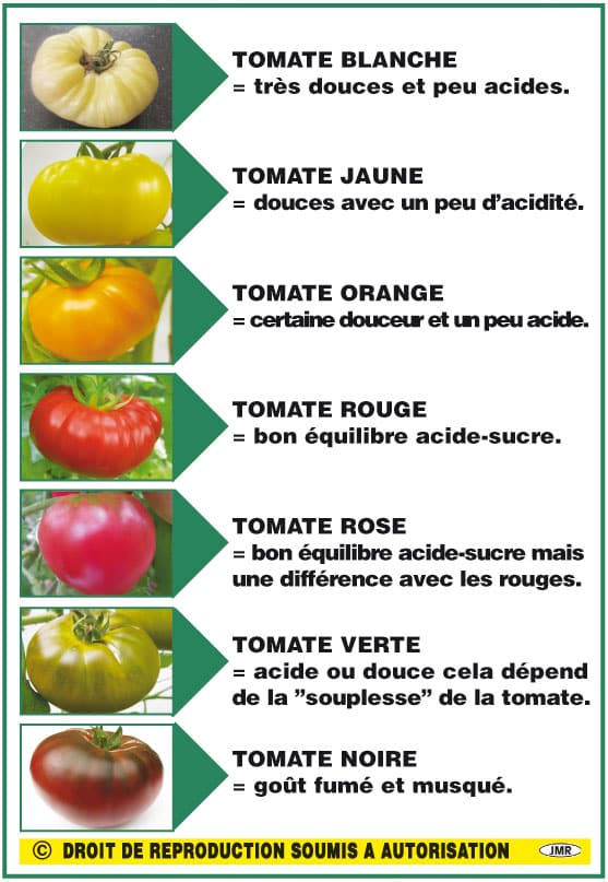 differente tomate