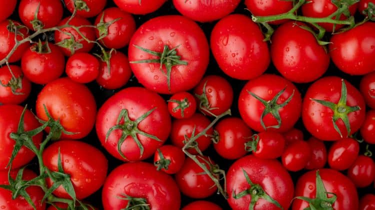 Alimentation : les tomates font-elles grossir ?￼￼