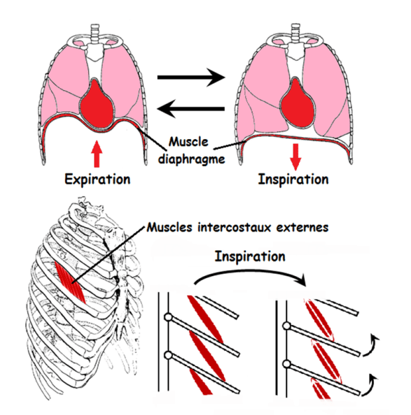 muscle force respiratoire
