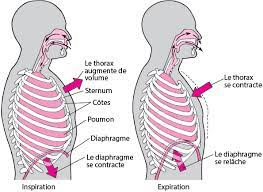 muscles respiratoires